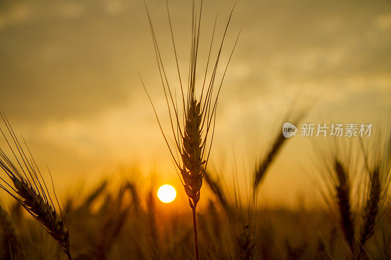 阳光透过农场的小麦植株