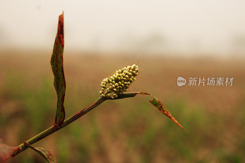 高粱种子植物