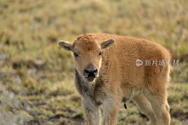 野牛小腿