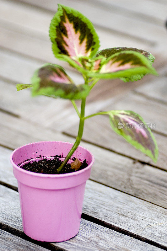 粉红色的花盆