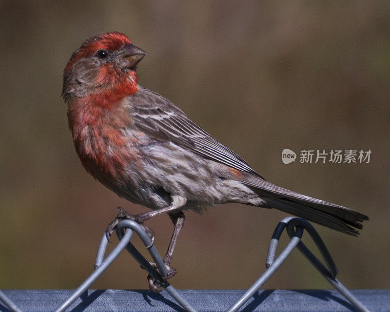 栅栏上的雄性家雀