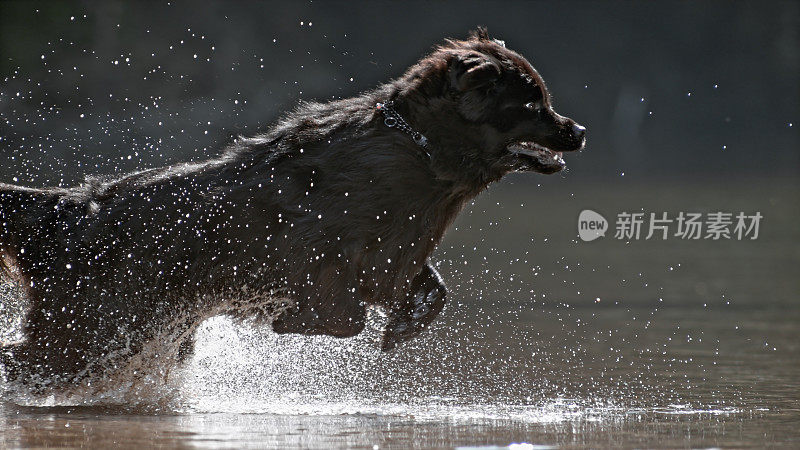 牧羊犬泼水