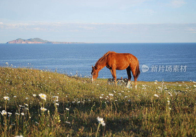 莫德林岛绿色山丘上的农场马