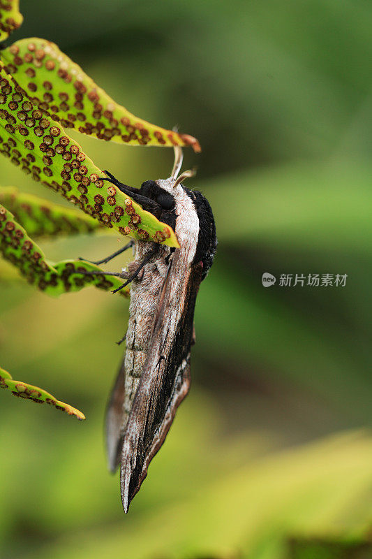 女贞蛾的侧视图