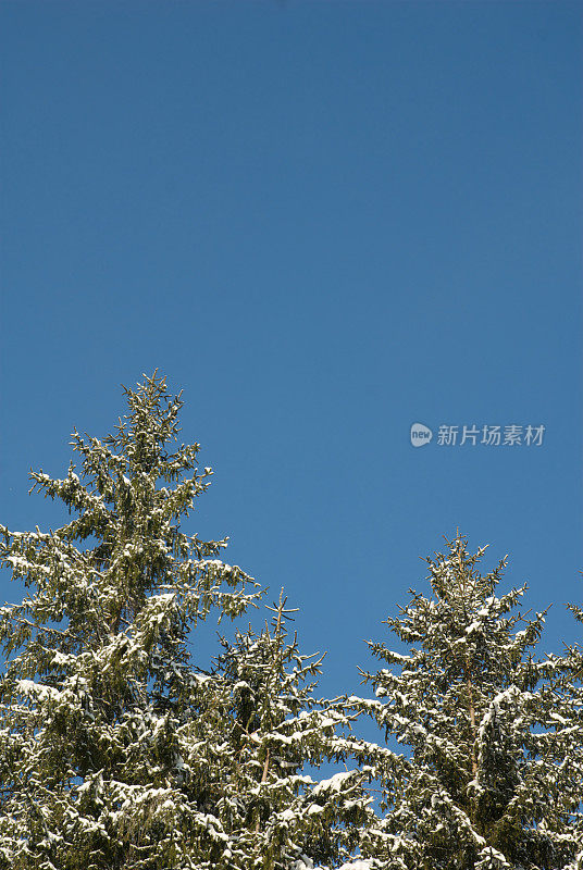 白雪覆盖的树梢