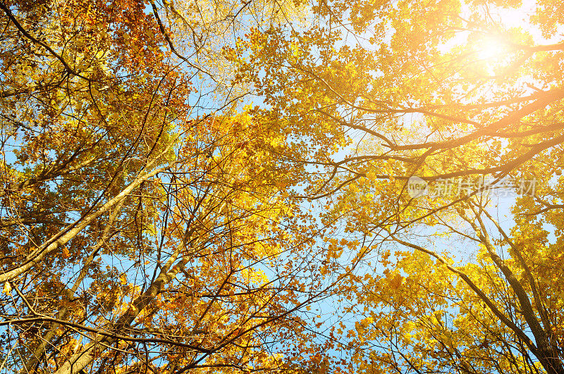 树枝和黄色的秋叶