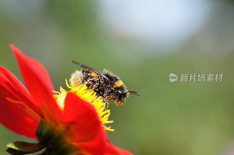 大黄蜂在大丽