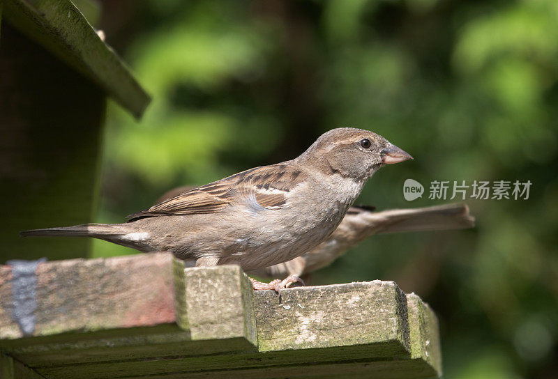 雌性麻雀