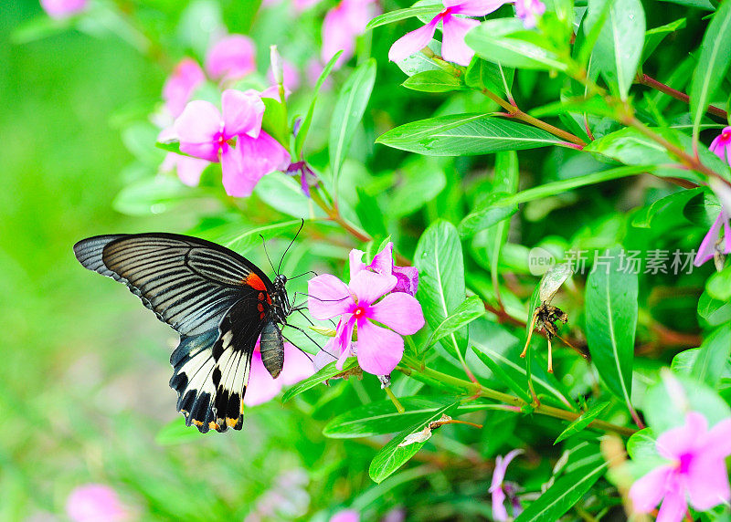 蝴蝶落在一朵花上
