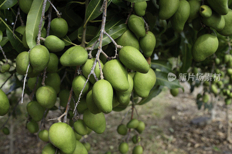 绿色的芒果树