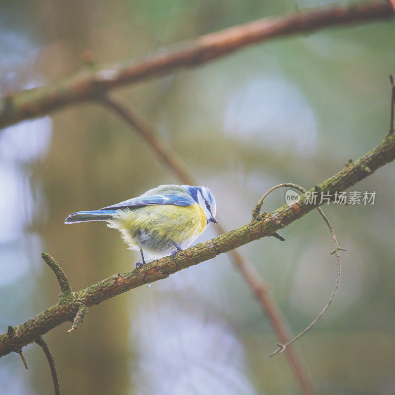 小bluetit