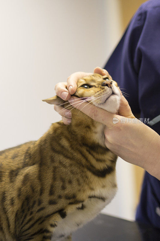 兽医检查一只孟加拉猫