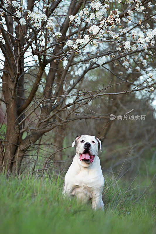 老棕白牛头犬坐在盛开的苹果树下