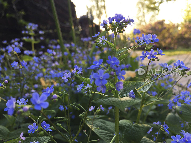 有“勿忘我”的花园，花开在春天