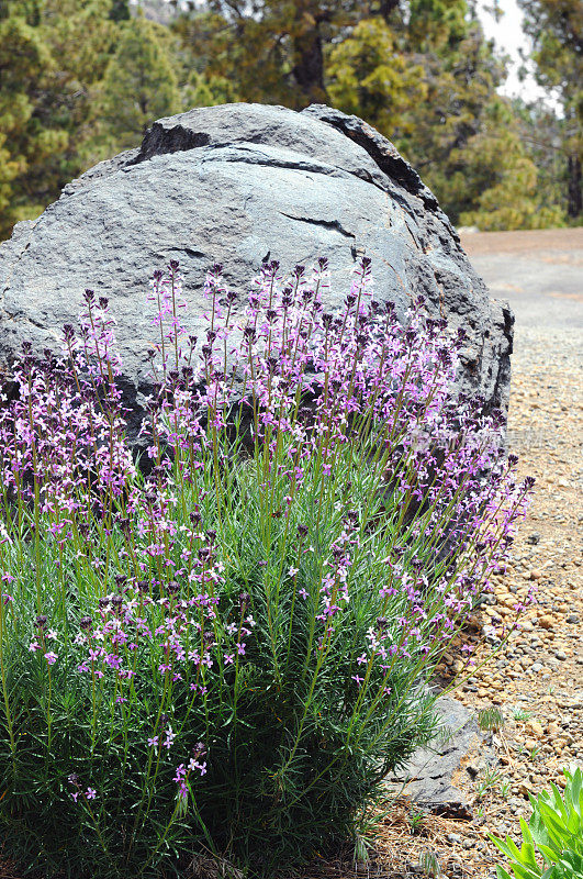 墙花?Teide (Erysimum scoparium)