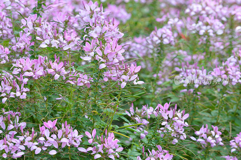 蜘蛛的花