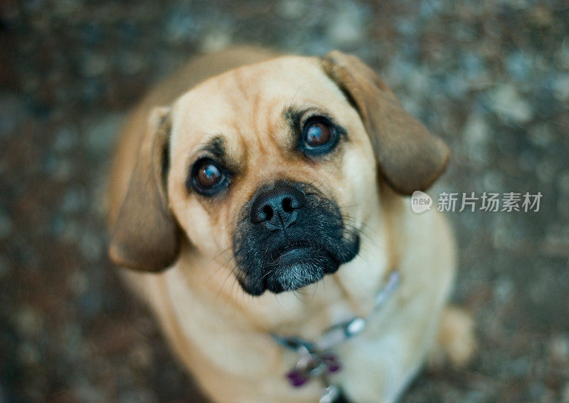 悲伤Puggle