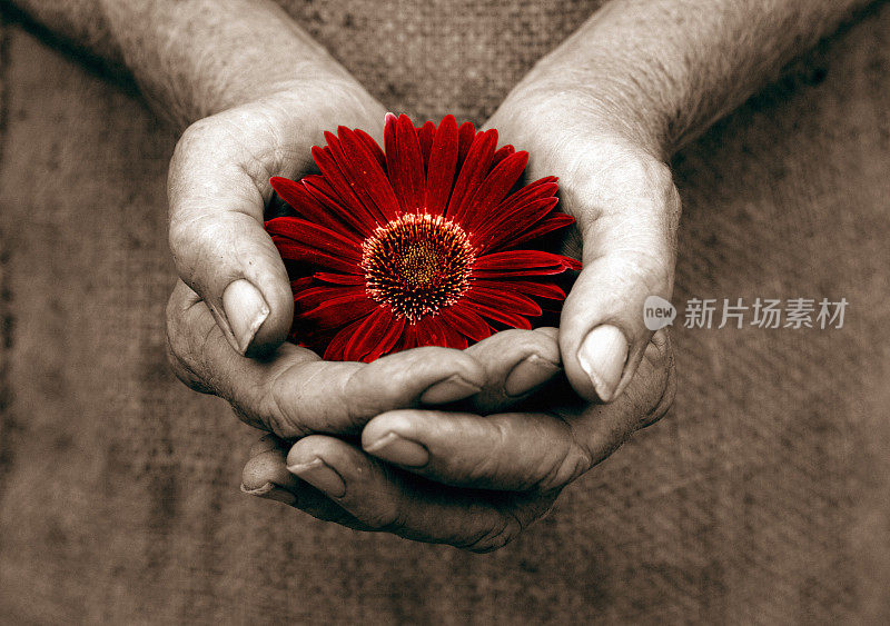 棕褐色的手拿着一朵深红色的花作为礼物