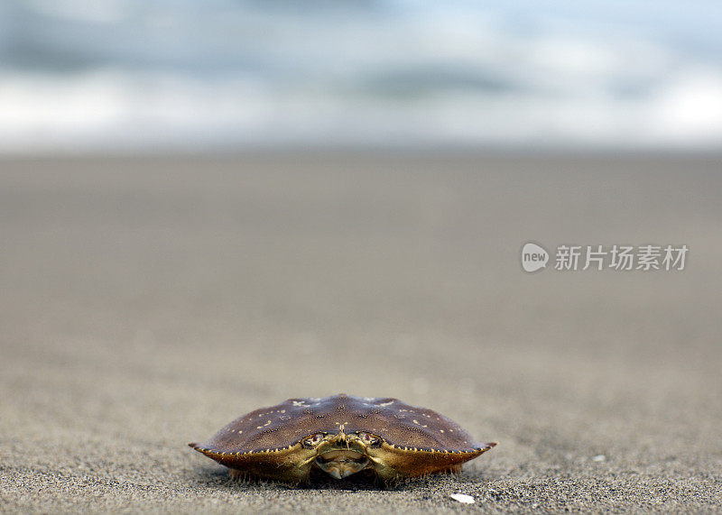 蟹和沙子