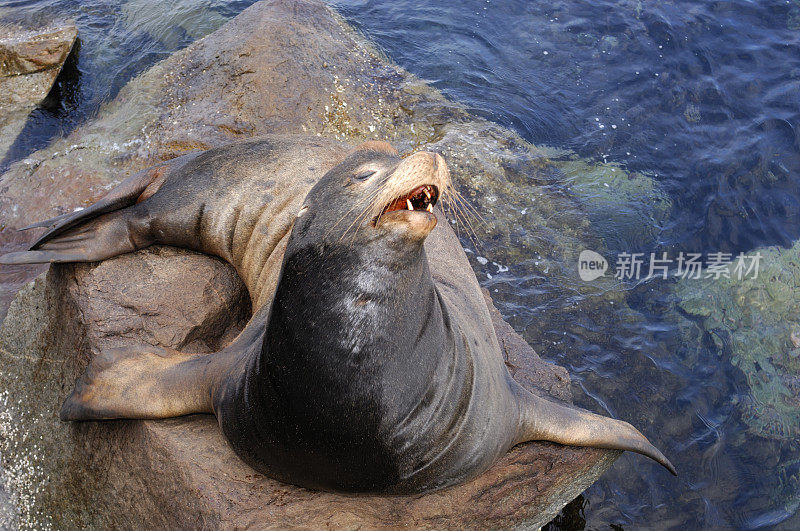 野生海狮在岩石上休息