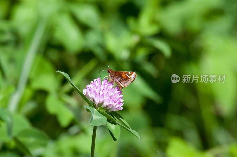 粉红花上的蝴蝶船长