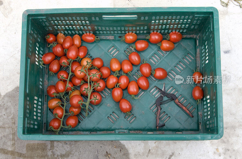 新鲜采摘的西红柿装在板条箱里