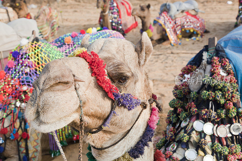 印度拉贾斯坦邦出售骆驼装饰