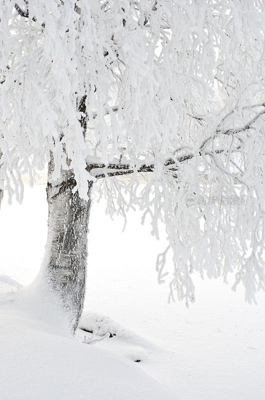 河堤上的白桦树上覆盖着霜雪