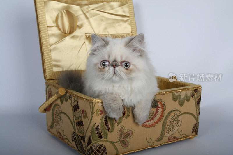 小猫:可爱的白色绒毛波斯猫躺在金色的盒子