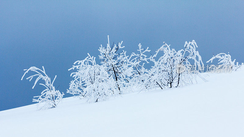 冬天的风景有雪冷杉树