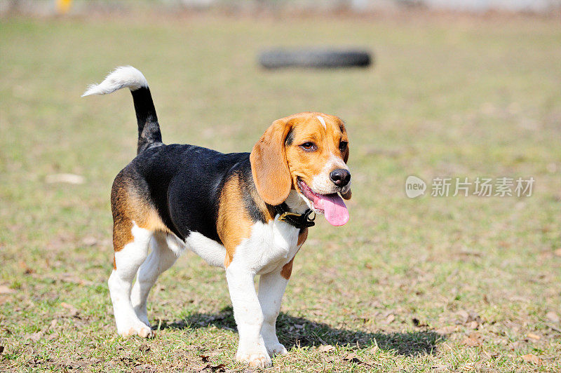 骄傲的小猎犬号站