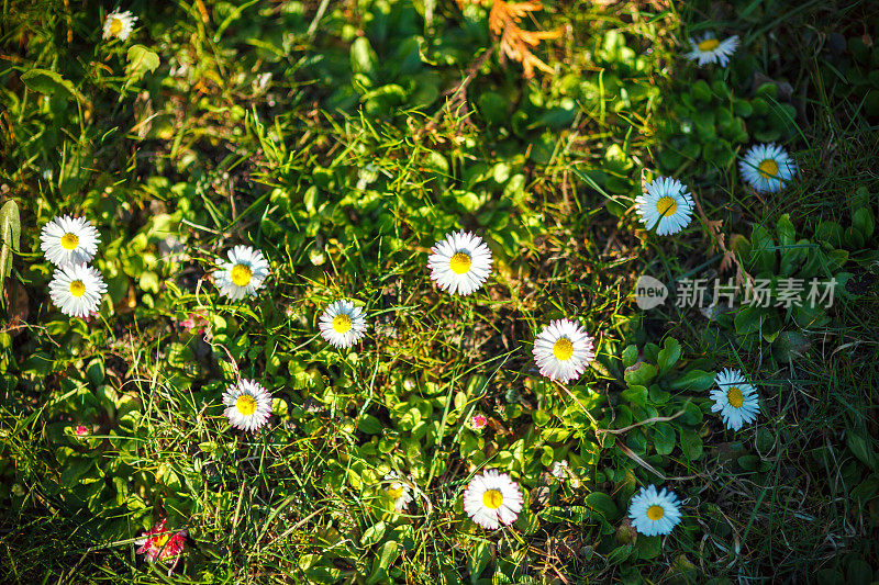 白色的花朵