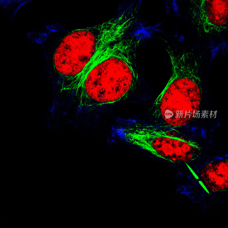 海拉细胞用荧光分子标记