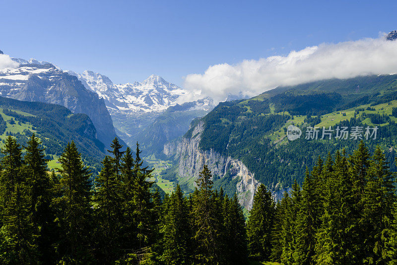 XXXL:松树与山谷和雪山的背景