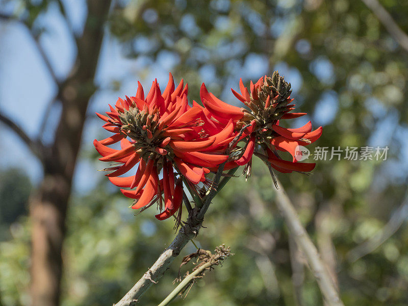 珊瑚树的花