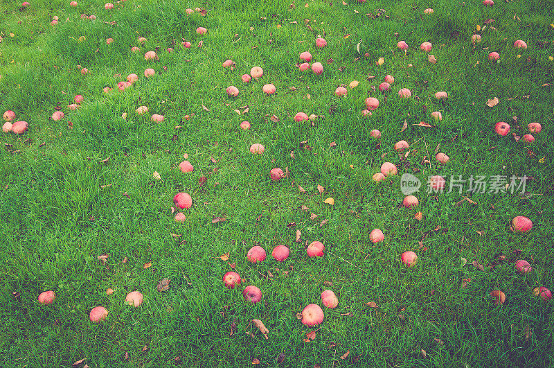 草地上的粉红苹果