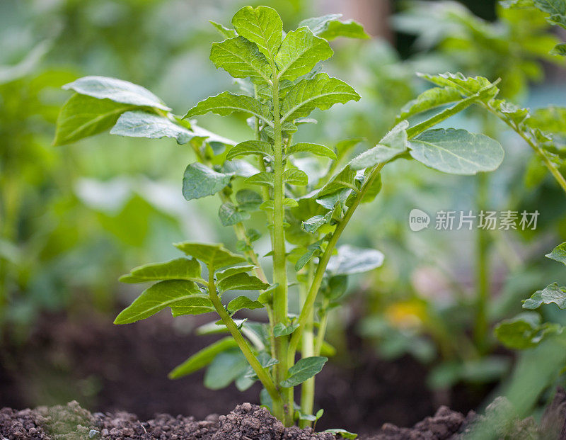 土豆植物栽培