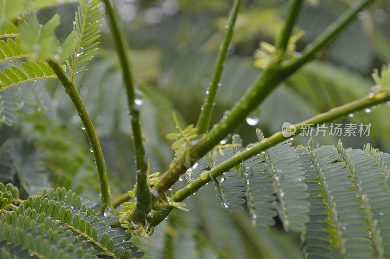 叶子上的雨滴