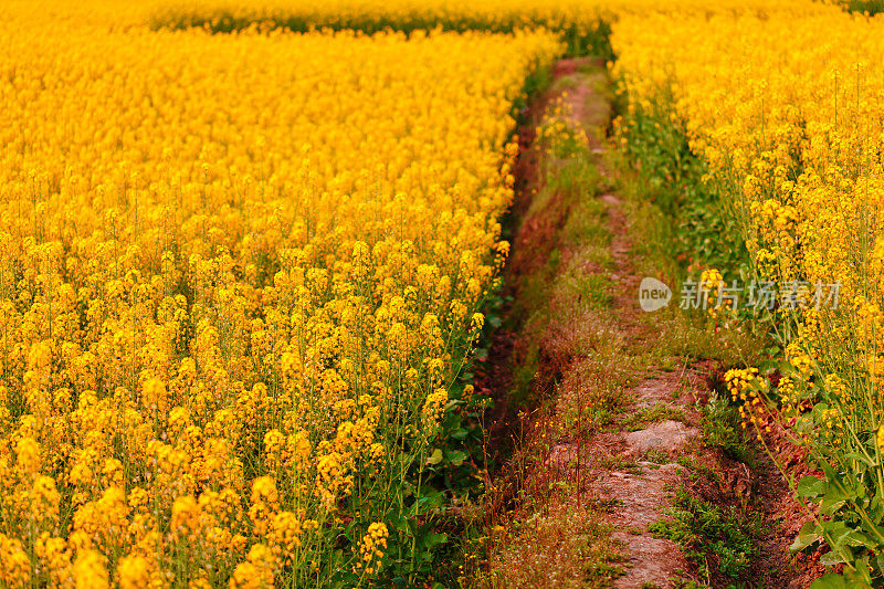 油菜花花朵领域