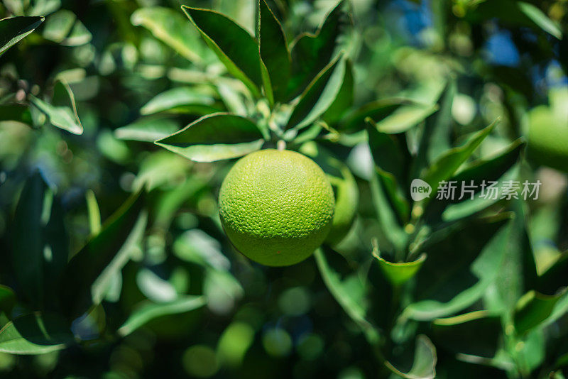 有机绿色新鲜橙子，种植在自家的橘子树上