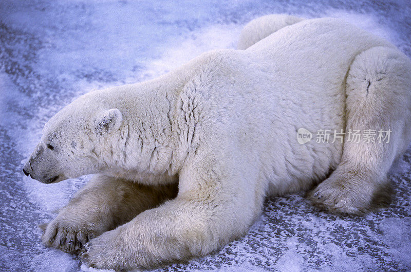 一只野生北极熊躺在冰冷的哈德逊湾岸边