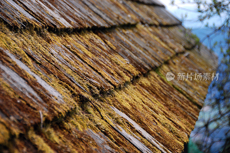 屋顶木瓦上的苔藓