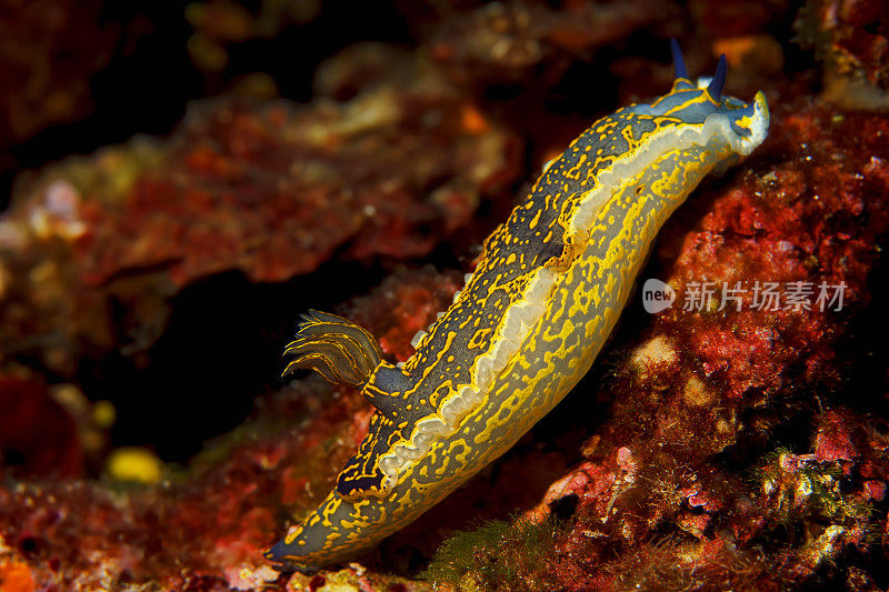 水下海洋生物裸鳃