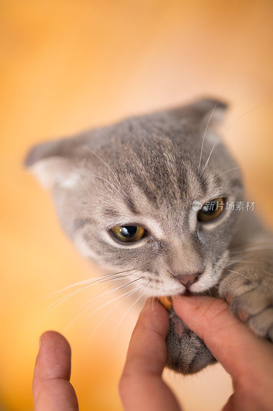 苏格兰人吃猫食