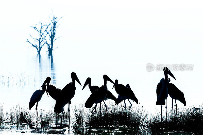 纳库鲁湖鹳鸟-背光