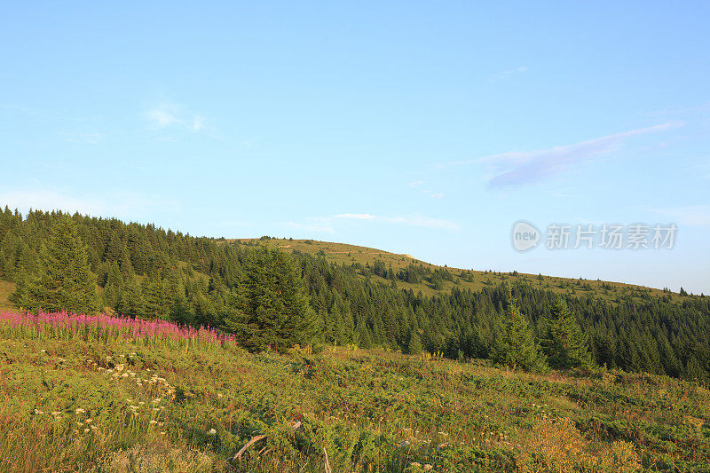 山景风景风景山景与野花高山草甸