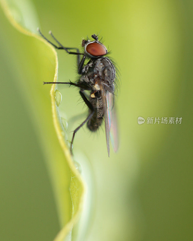 雨后