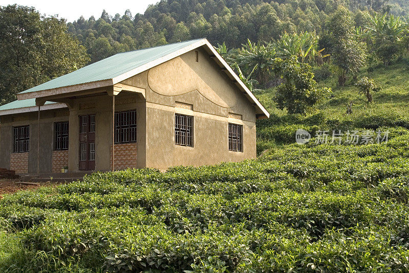 平房和茶园