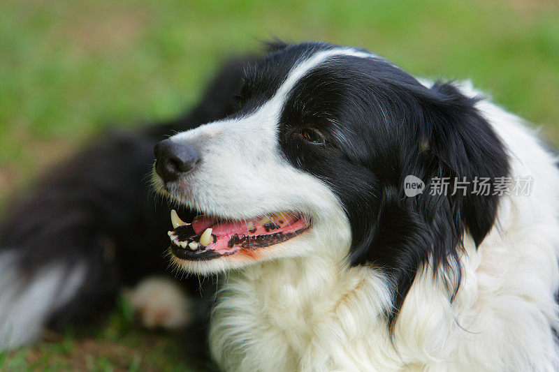 边境牧羊犬小狗肖像