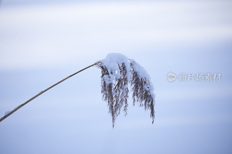 里德和雪